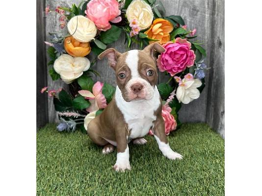 PoulaTo: Κουτάβια Boston Terrier για εσάς